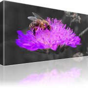 Biene Blume Kunstdruck 1-Teilig: 80x45 cm