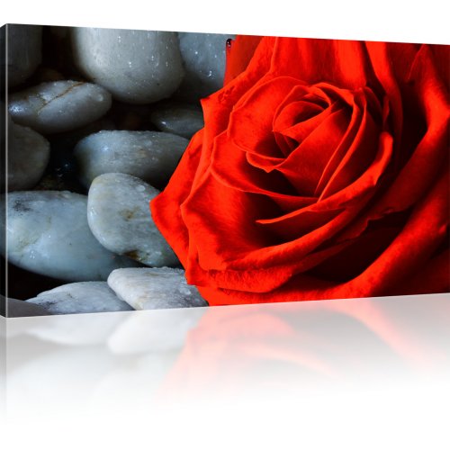 Rose Blume Bild auf Leinwand 1-Teilig: 80x45 cm | Rot